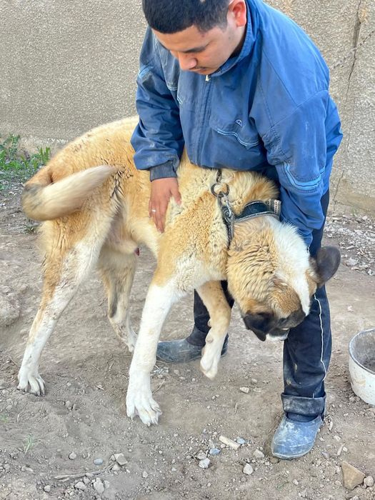 Күшік сатылады 6 айлық. Ит