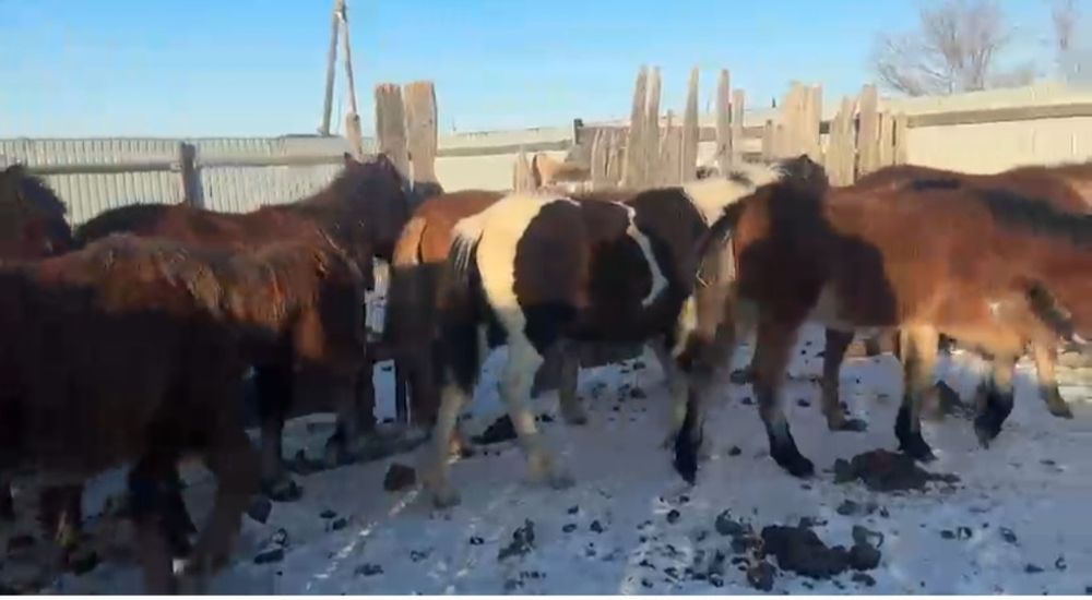 Жеребята 2025г.р