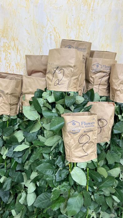 Сирень, розы, пионы все по оптовой цене