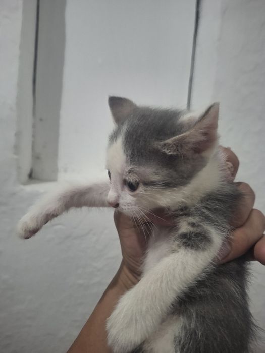 Отдам котенок  добрые руки