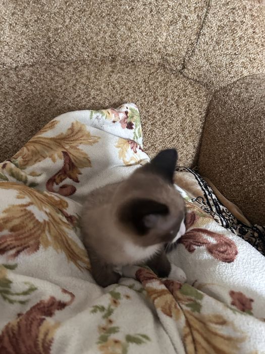 Отдам даром котенка