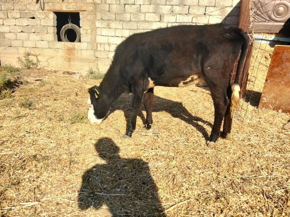 Сатылады кара ургашы ала еркек
