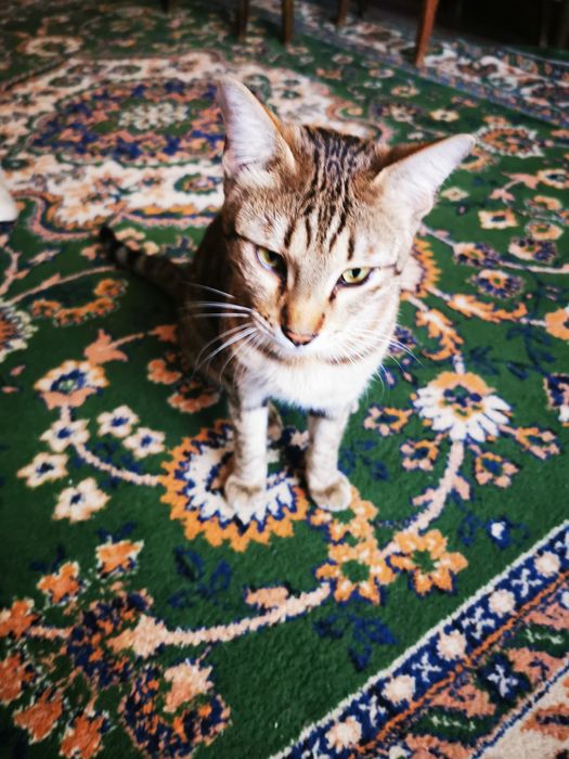 Пропал кот. 3 микр.