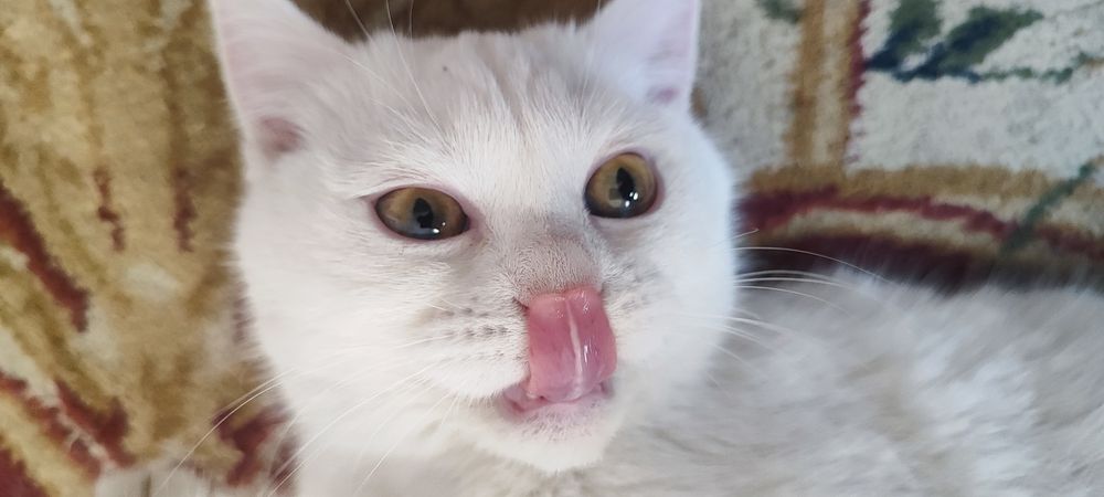белый домашний кот. срочно!!!