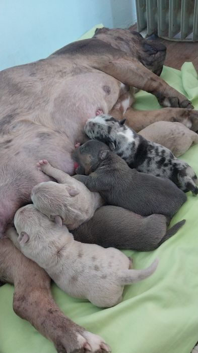 Американский булля