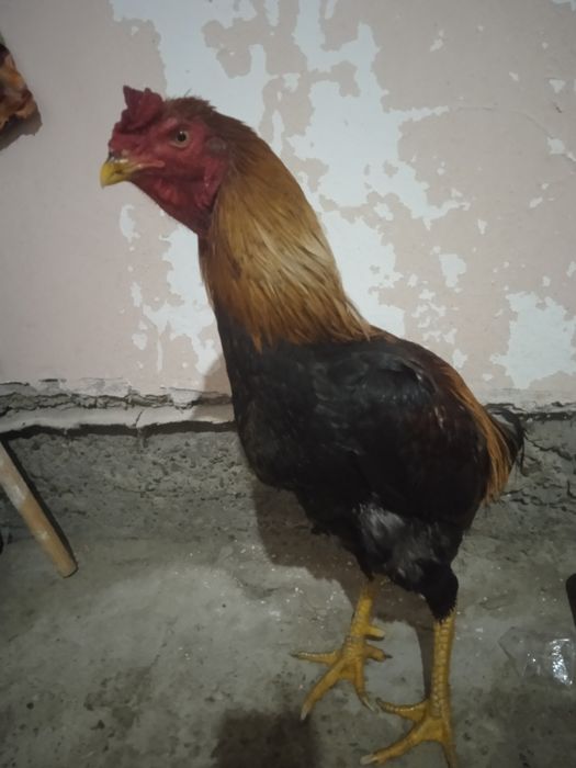 Хуроз сотилади зур