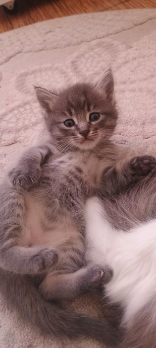 Котята домашние !!!