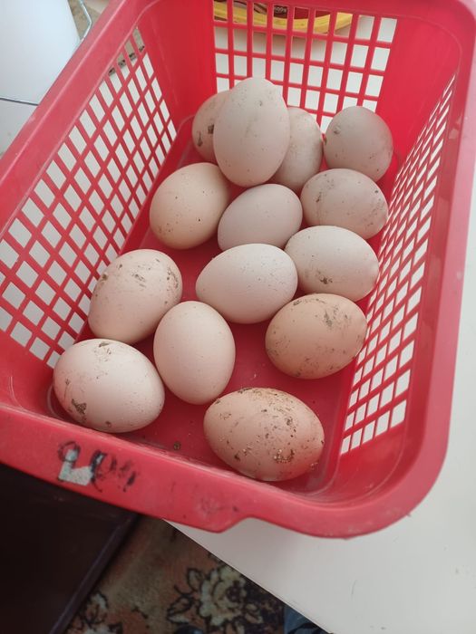 Тауктар сатылады