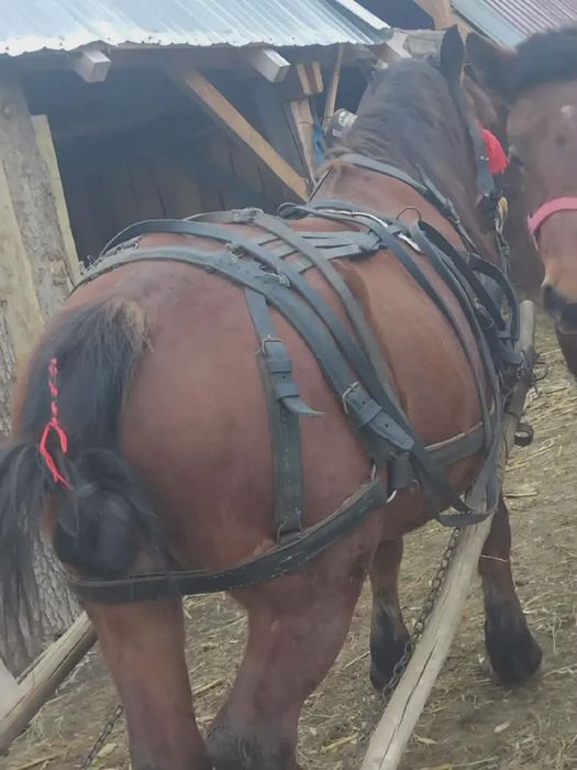 Iapa de vânzare cu manza