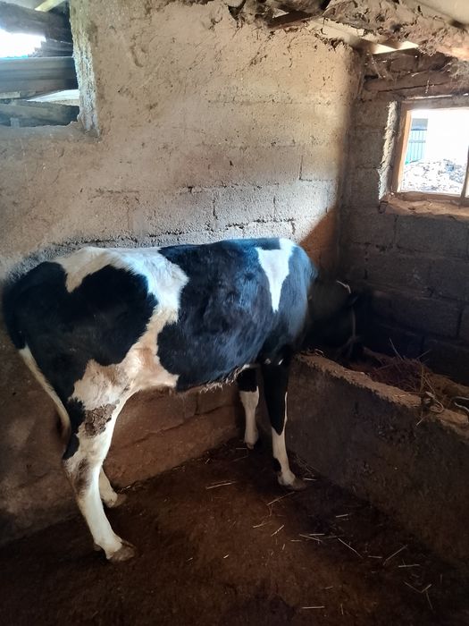 Семыз кысыр кашарлар сатылады