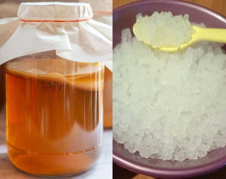 Pachet Kombucha (SCOBY) + Ciupercă Kefir (Chefir) de apă | Culturi active pentru fermentație acasă | Instrucțiuni complete de folosire incluse