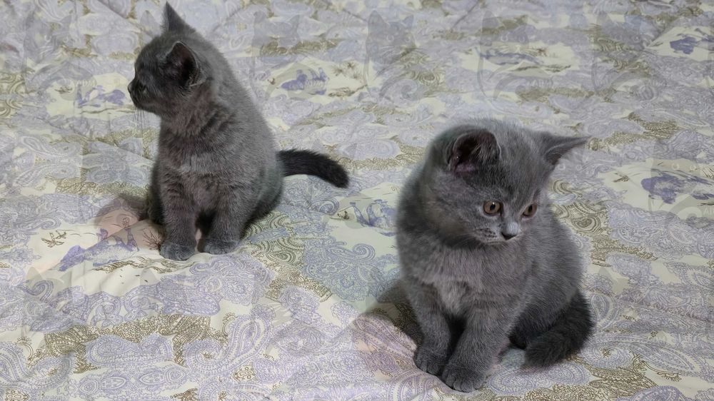 Британские короткошерстные котята премиум класса!