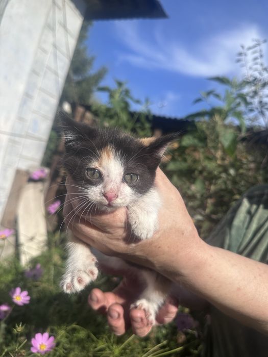 Котята- Сибирские