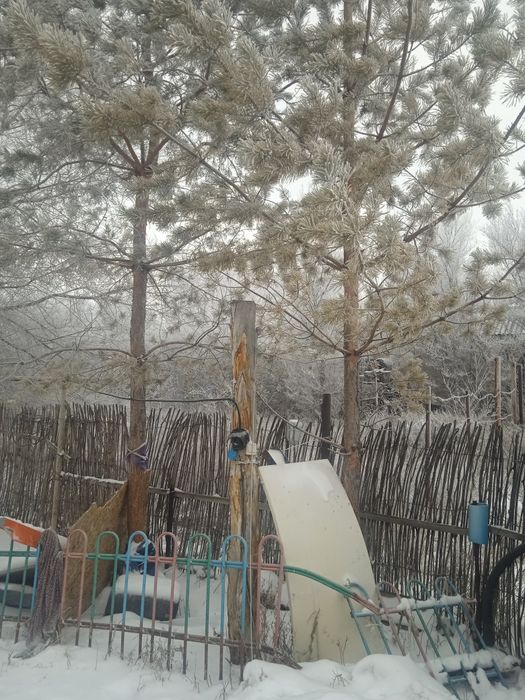 Шырша бар ёлка продам