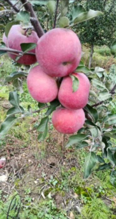 Ябълки, ябълки за сок, ябълки за консумация, ябълки за преработка и др