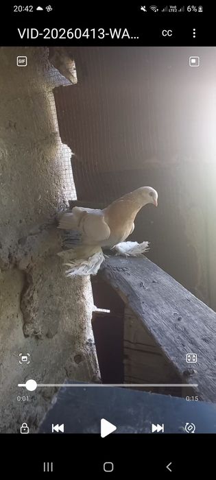 Самка продаётся мощная