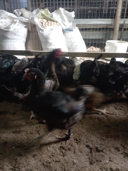 Xonaki qora tovuqlar sotiladi