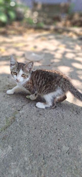отдам Котёнка в добрые руки.