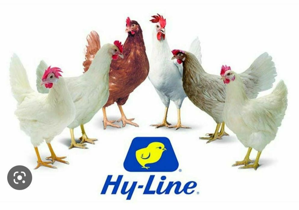 Цыплята хайлайн 50 дневные