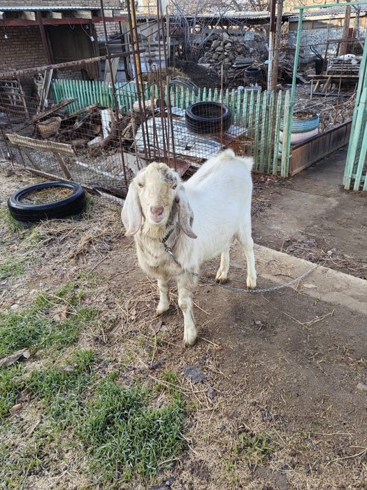 Козел Нубийский.