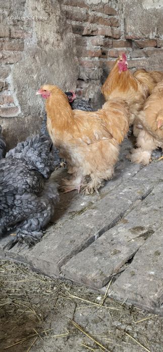 Cocosi cochinchina urias