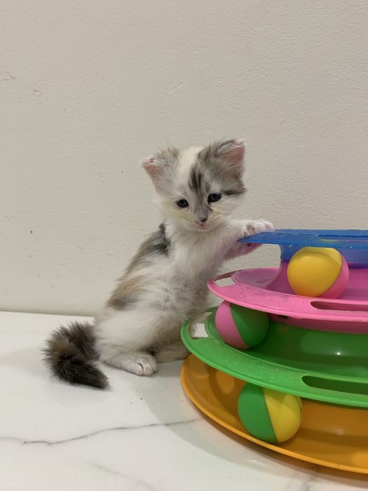 Девочки мейнкун с родословными