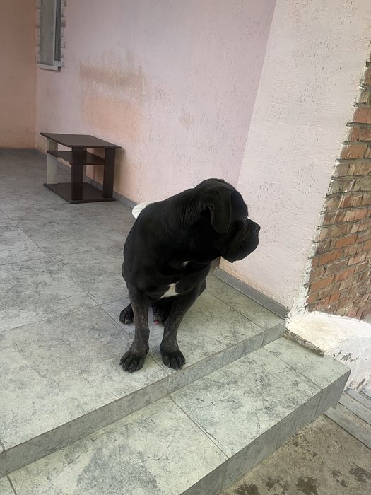 Италянский мастиф Кане-корса