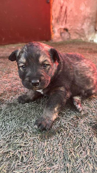 Отдам щенков в хорошие руки