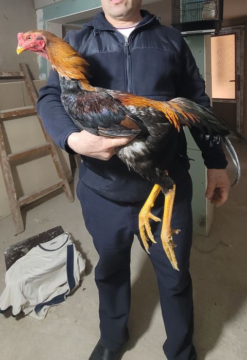 Xòroz sotiladi narxi 800.000sòm