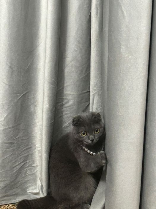 Ищем кота для вязки
