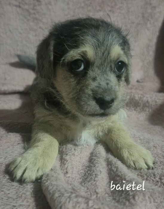 Cățeluși grasuni si frumosi