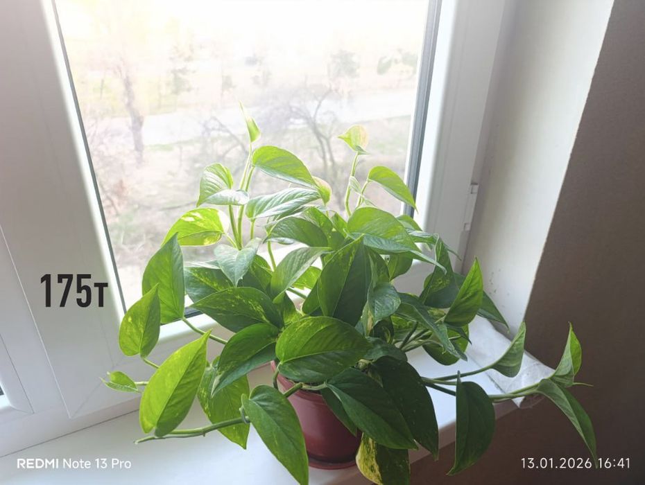 Домашние комнатные цветы здоровые ухоженные