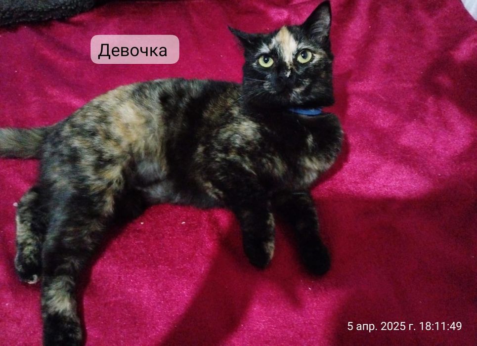 Котёнок, кошка в добрые ручки