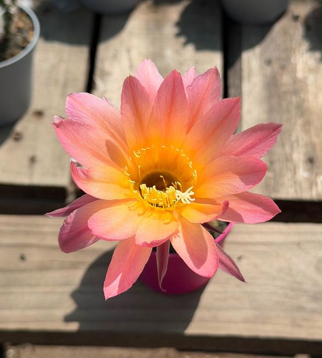 Цъфтящи кактуси вид Echinopsis Hybrid Ombre преливащи се цветове розов оранжев жълт цъфтеж рядък вид растение