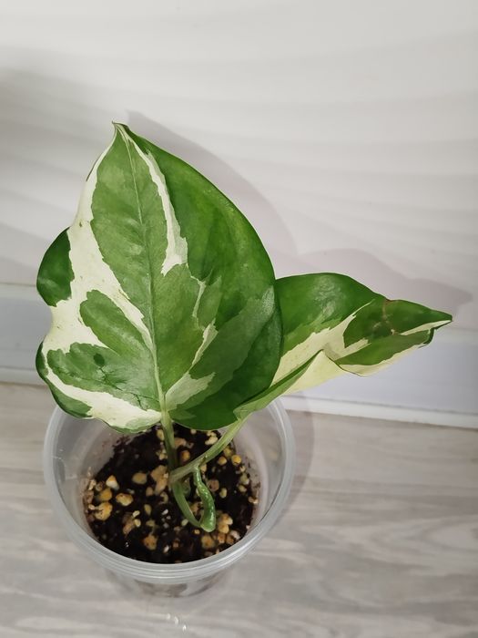 Epipremnum Enjoy detkasi