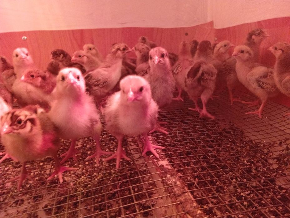 Балапан Цыплята разные