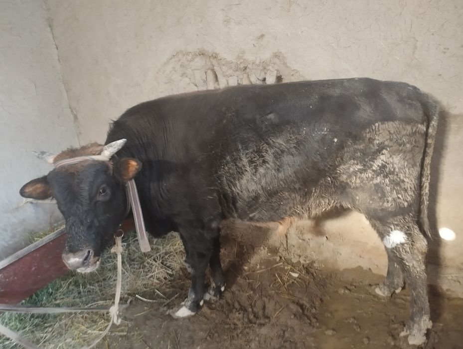 Бокилган бука сотилади