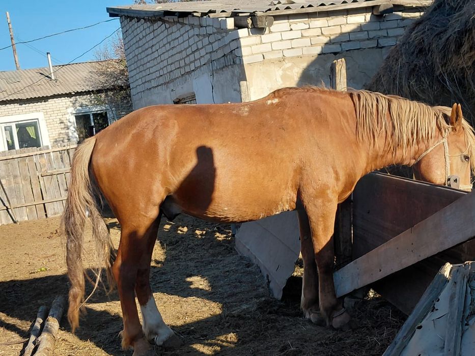 Жеребец         .