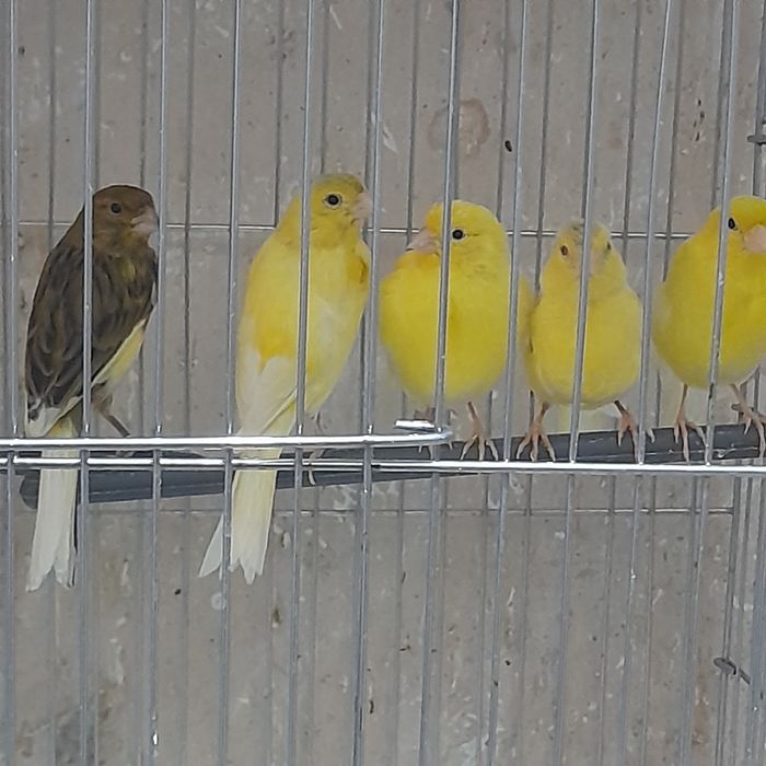 Канарейкалар сотилади.