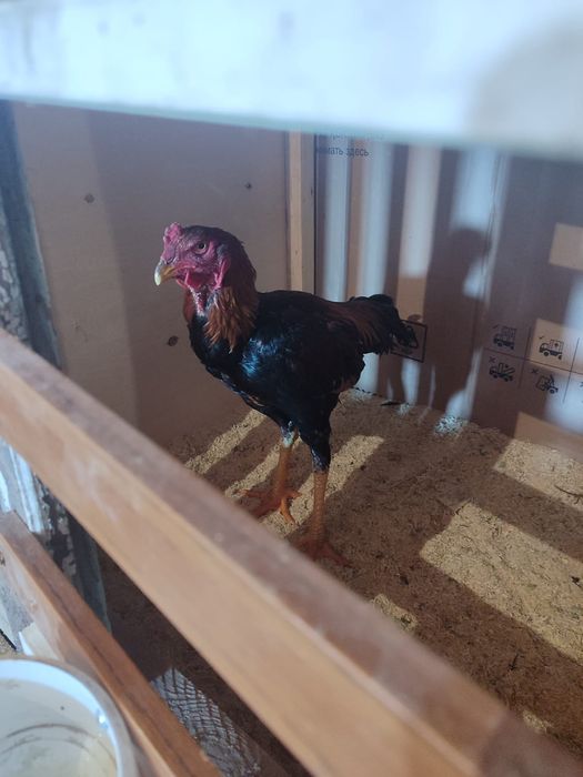 Бойцовые петухи спар есть