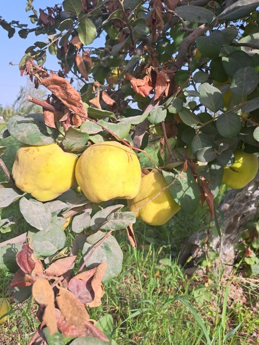 Bexi mevasi boģdan optom sotiladi