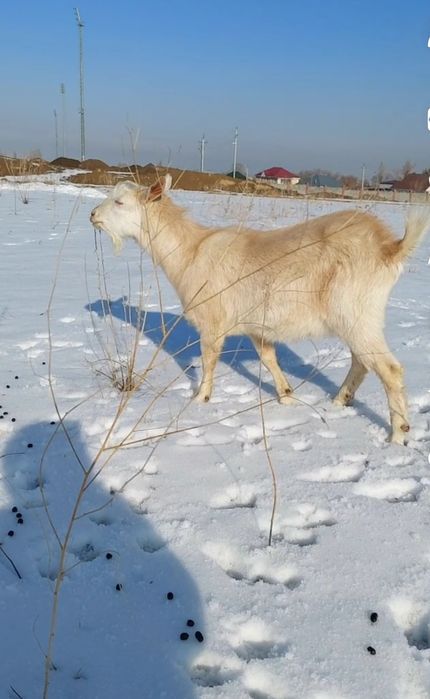 Козёл ч/п Альпиец