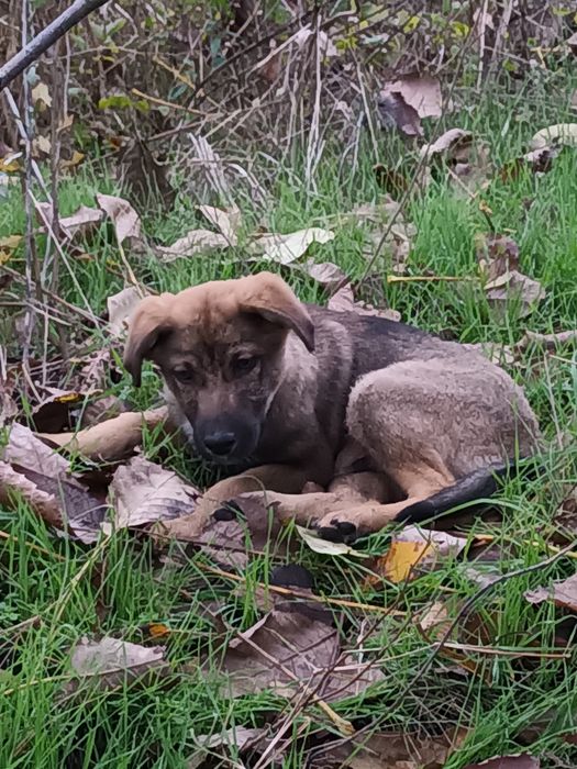 Подарява се бебе Бруно