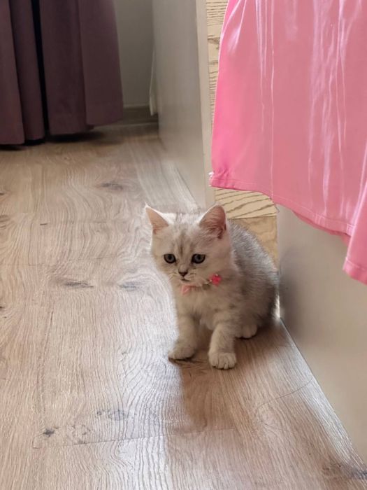 Продается котята породы шиншила