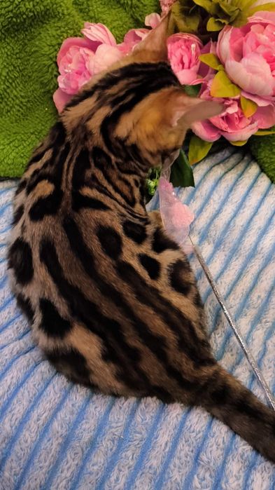 КРУТАЯ Бенгальская Девочка !