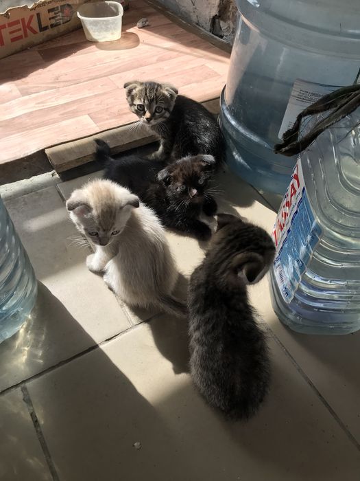 Продам вислоухих котят