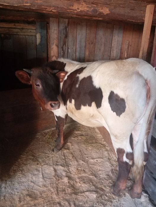 Vând junică de un an și 3 luni