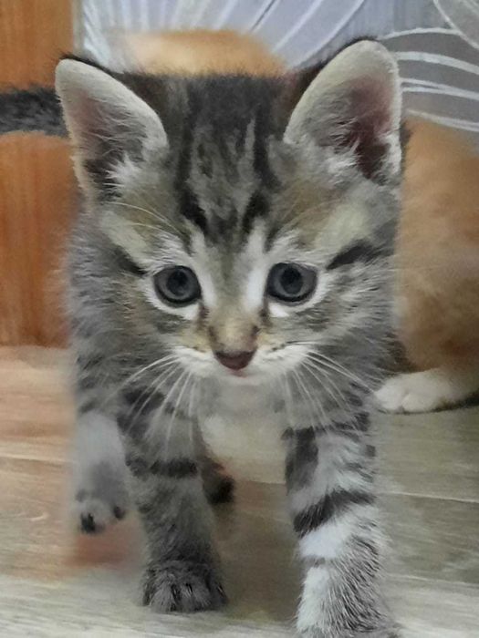 Отдам в добрые руки котят