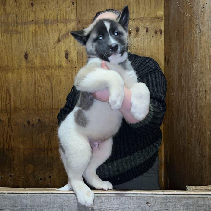 Щенки Американские акиты