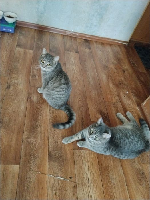 Отдадим кота в добрые руки